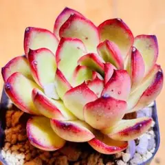 ❣️オリジナルエリザベス❣️現品 エケベリア 寄せ植え 多肉弁当 多肉
