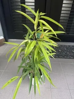 ドラセナSPDracaena angustifolia var.honoriae - メルカリ