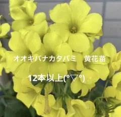 さっちん様 リクエスト 2点 まとめ商品