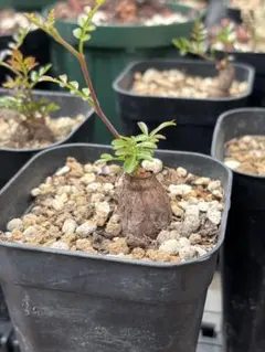 珍奇塊根植物ボスウェリア フレレアナ実生株 鉢ごと発レア品種05