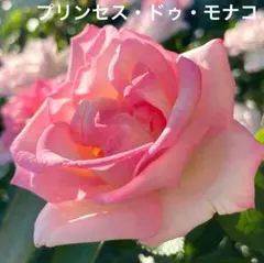 MixJam様確認用＊プリンセスシャルレーヌドゥモナコ バラ苗 挿し木苗