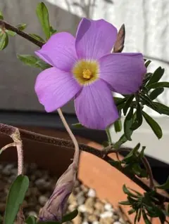 yoshita様 リクエスト 2点 まとめ商品