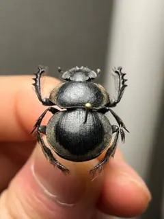 属内最高峰】トゲトゲヘンテコゾウムシ Gagatophorus 標本甲虫 - メルカリ