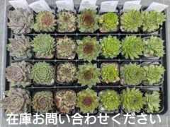 1ポット410円ー センペルビウム26年4月 その36/64 - メルカリ
