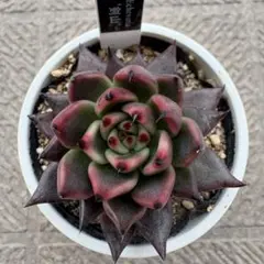 2026年最新】優木園 剣山の人気アイテム - メルカリ