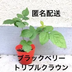 ブラックベリー　トリプルクラウン　抜き苗