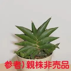 観葉植物《らくらくメルカリ便♪」サンセ ベリア・希少・美苗株★ Aya ★抜き苗 観葉植物《らくらくメルカリ便♪》サンセ ベリア・希少・美株