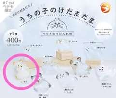 うちの子のけだまだま　犬　柴犬