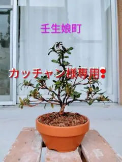 2026年最新】皐月盆栽の人気アイテム - メルカリ