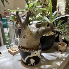 まん丸 大株 プセウド ボンバックス 発根済 鉢のまま発送 コーデックス