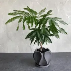 幹極太 エバーフレッシュ 盆栽仕立て 陶器鉢 植え込み発送 - メルカリ