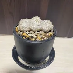 翠冠玉 綴化／石化 Lophophora diffusa f. cristata - メルカリ