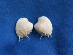 大型天然貝殻4点セット マンボウガイ2点 テングガイ2点 貝殻 標本 大型天然貝殻4点セット マンボウガイ2点 テングガイ2点 貝殻 標本