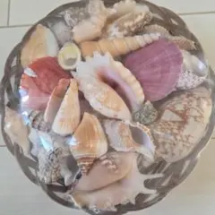 自然の貝殻コレクション。24時間以内に発送致します。