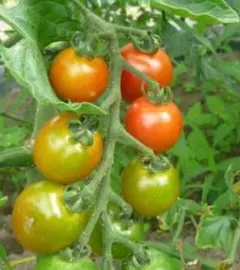 T・・U・A・A様 リクエスト 2点 まとめ商品