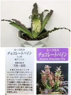 파인애플 릴리 초콜릿 파인 모종