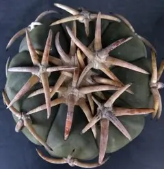 2025年最新】エキノカクタス 雷帝の人気アイテム - メルカリ