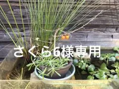 ムートンクッション　43x43cm 2枚組　No.5014-①