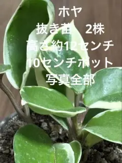 2026年最新】ホヤ 植物の人気アイテム - メルカリ