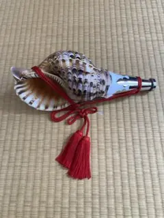 大型 修験道 法螺貝38.5㎝ 山伏 ❣️ホラガイ ほら貝 - メルカリ