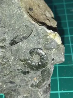 北海道三笠産　アナパキデスカス　アンモナイト　引取可能者限定 化石 アンモナイト アンモノセラタイテス 1個 【1点もの】 [加藤