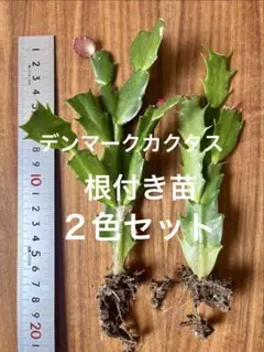 シャコバサボテン錦　3苗　ネコポス 楽天市場】シャコバサボテン苗「蝦蛄葉サボテン」4号鉢 サーモンピンク