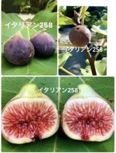 2025年最新】258 いちじくの人気アイテム - メルカリ
