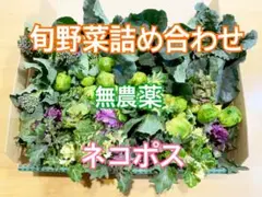 【本日限定】農薬不使用野菜 野菜詰め合わせ 野菜セット 2