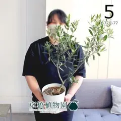 オリーブの木　ホワイト　5号　約55cm　NO.1009　希少品種　現品掲載 オリーブの木 ホワイト 5号 約55cm NO.1009 希少品種 現品掲載 - メルカリ