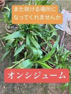 オンシジューム黄色い花が咲きますのサムネイル