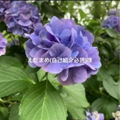 えだまめ(自己紹介必読)様