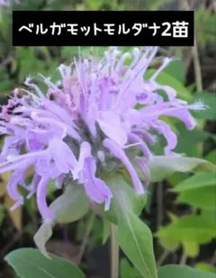 【完売】①モナルダ ラベンダー 大苗 開花見込み ハーブ ベルガモット 矢車薄荷 ① モナルダ ラベンダー 大苗 開花見込み ハーブ ベルガモット 矢車