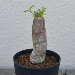 L357 多肉植物 オペルクリカリア・パキプス実生 大株【落ち葉です