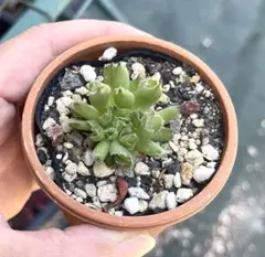 センペルビウム　百恵　多肉植物　苗のサムネイル