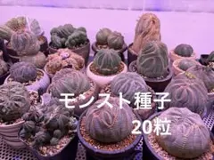 A*1様 ユーフォルビア オベサ モンスト同士自家採取種子 20粒 綴化 異形 2026年最新】ユーフォルビア オベサ モンストの人気アイテム - メルカリ