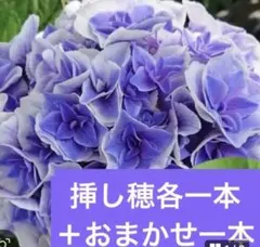 花苗】紫陽花 星占い 加茂セレクション カモセレ ポットごと発送 タグ