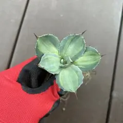 2025年最新】吉祥天錦の人気アイテム - メルカリ