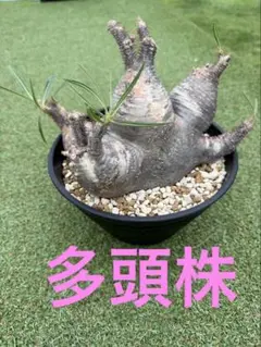 パキポディウムグラキリス2頭 VALIEM 鉢植え 塊根植物 コーデックス