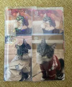 猫カフェMOCHAトレカ　ピノ