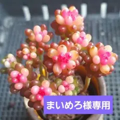 まいめろ様 リクエスト 2点 まとめ商品