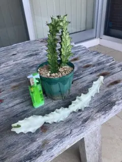 2025年最新】ユーフォルビアホワイトゴーストの人気アイテム - メルカリ