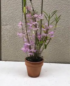 Katharine様 リクエスト 3点 まとめ商品