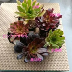 アエオニウム　抜き苗五つセット