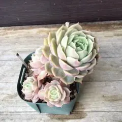 kaorin様 リクエスト 3点 まとめ商品