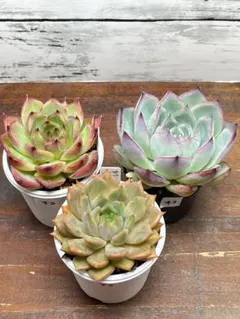 【43】エケベリア　3種セット　抜き苗