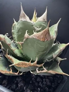 Agave Triceratops CACTUS GREEN産 子株販売 - メルカリ