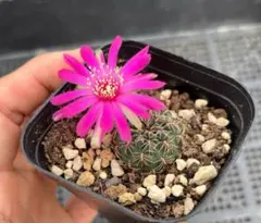 サボテン レブチア♪カキコ２個 ③サンセット レブチア属 花サボテン 多肉植物 カキコ現品 2個セット