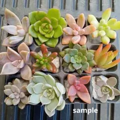 多肉植物　苗12種類　カット苗