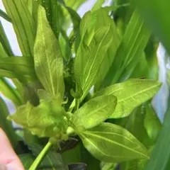 エキノドルス ホレマニー ダークグリーン - メルカリ