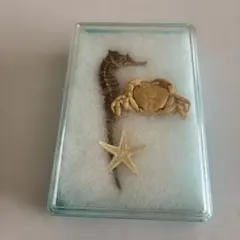 2026年最新】タツノオトシゴ標本の人気アイテム - メルカリ